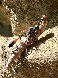 Close-up of crab on rock