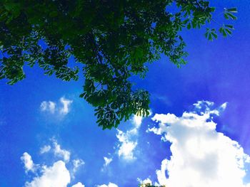 Low angle view of tree against blue sky