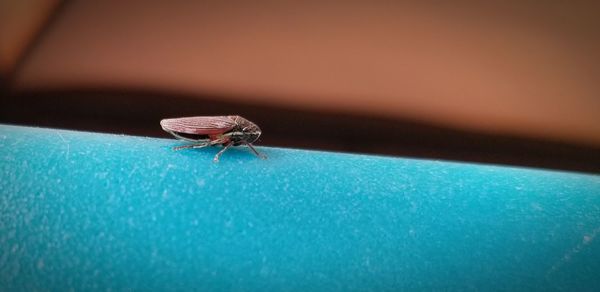 High angle view of fly