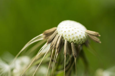 Close-up of dandelion flower