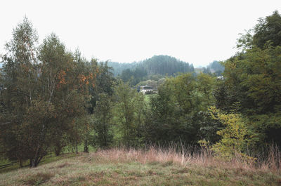 Trees on countryside landscape