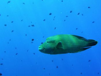 Close-up of fish swimming in sea