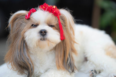 Close-up portrait of a dog