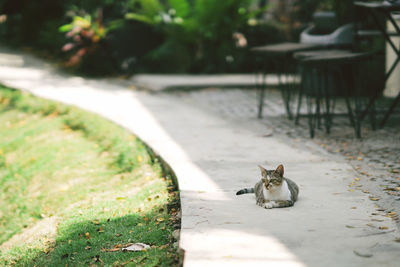 View of a cat resting on footpath