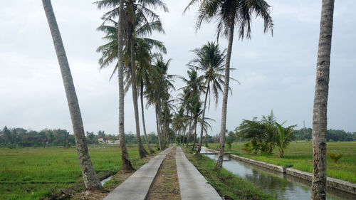 Panoramic view of palm trees against sky