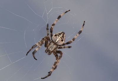 Close-up of spider on web