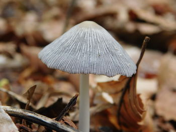 Close-up of mushroom