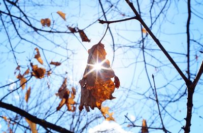 Low angle view of autumn tree against sky
