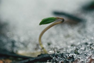 Close-up of plant in water