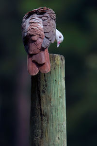 Close-up of bird perching on wooden post