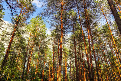 Low angle view of trees in forest during autumn