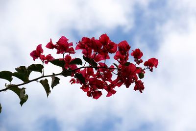 Low angle view of flowers against sky