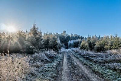 Road amidst trees against clear sky during winter