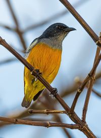 Bird perching on a branch