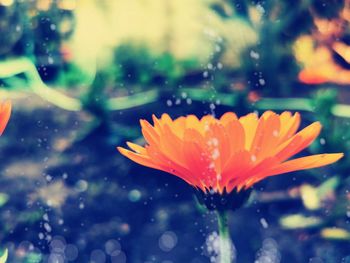 Close-up of wet flower in rain