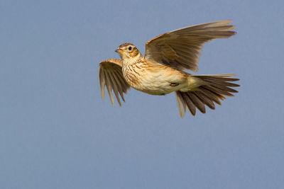 Low angle view of bird flying in sky