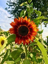 Close-up of flower blooming against sky