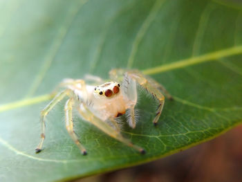 Close-up of spider on leaf