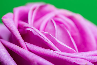 Macro shot of pink flower