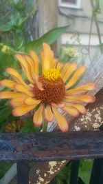 Close-up of yellow flower