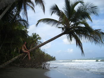 Scenic view of palm trees at beach against sky