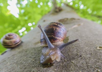 Directly below shot of snails crawling on tree trunk