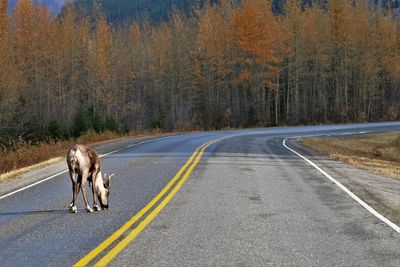 View of horse on road