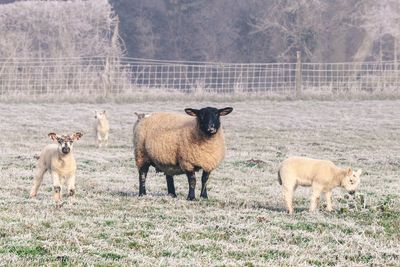 Sheep and lambs on field