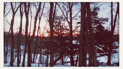 Bare trees against sky at sunset