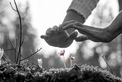 Close-up of hand holding flowering plants on field