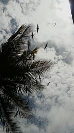 Low angle view of silhouette palm trees against sky