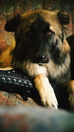 Close-up of dog lying down