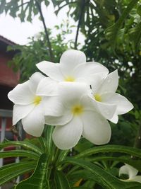 Close-up of white flowers blooming outdoors