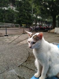 Cat sitting in a city