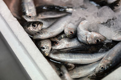 Close-up of fish for sale in market