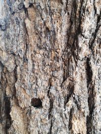 Full frame shot of tree trunk