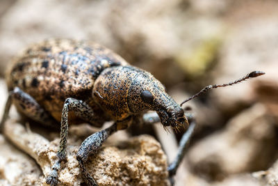 Close-up of insect on rock