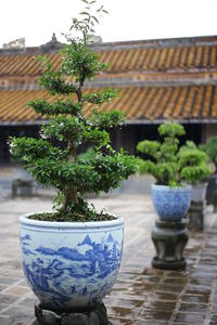 Potted plant on wall