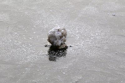 High angle view of bird on beach