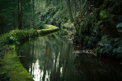 Reflection of trees in water