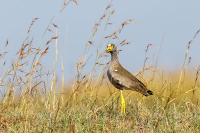 African wattled lapwing standing in the grass and looking at the camera