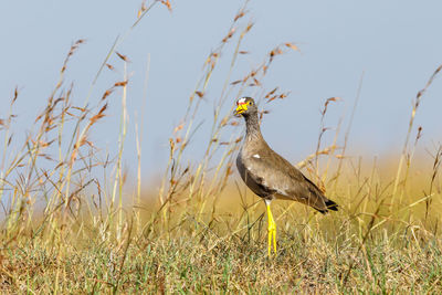 Close-up of bird perching on field