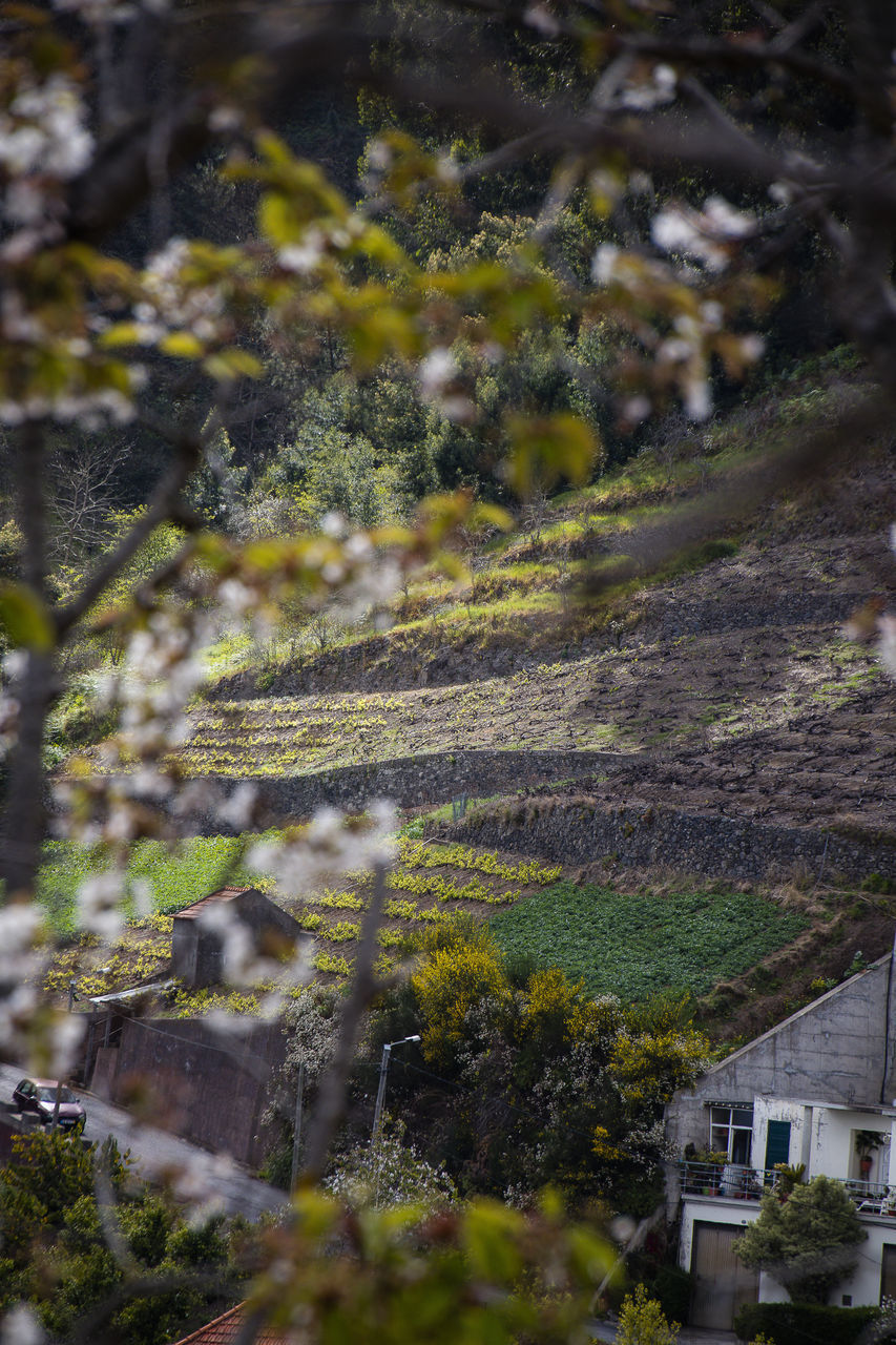 HIGH ANGLE VIEW OF TREES AND PLANTS GROWING ON BUILDING