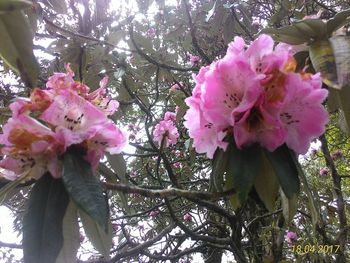 Low angle view of pink flowers blooming on tree