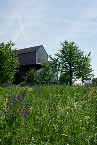 Plants growing on field by building against sky