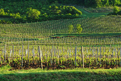 View of agricultural fields