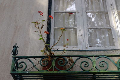 Plants in front of building