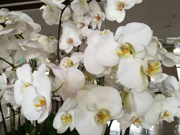 Close-up of white flowers