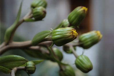 Close-up of bud growing outdoors