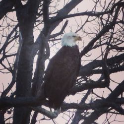 Low angle view of bird perching on tree against sky